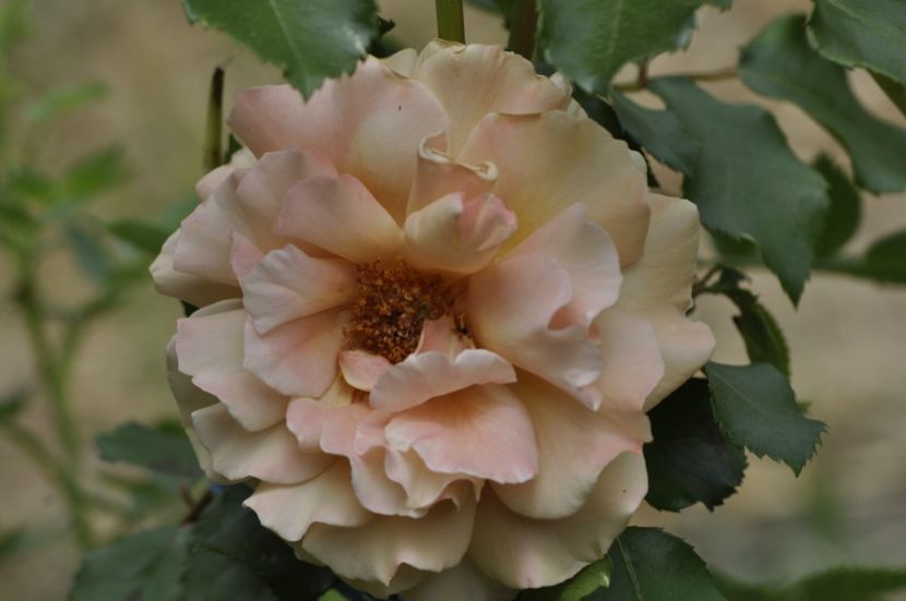 _DSC0188 - ANUL 2025