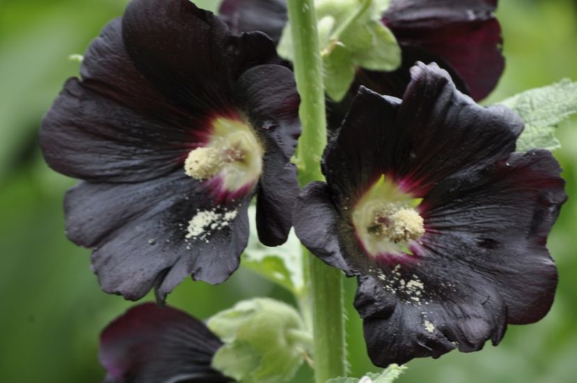 _DSC0190 - ANUL 2025