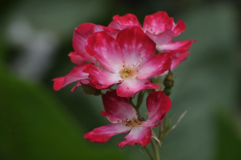 _DSC0191 - ANUL 2025