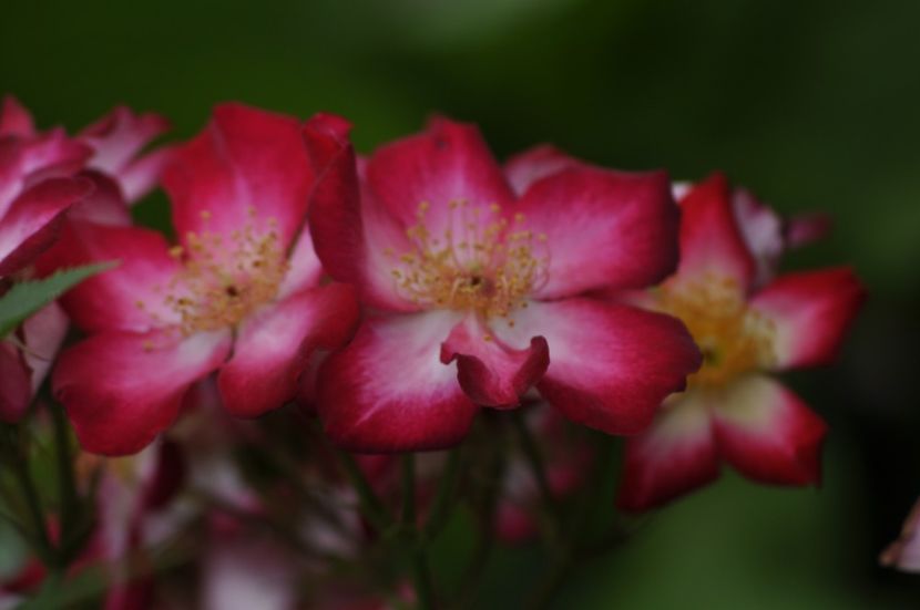 _DSC0192 - ANUL 2025