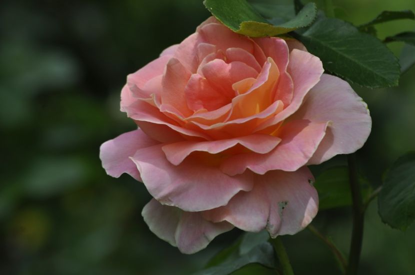 _DSC0209 - ANUL 2025