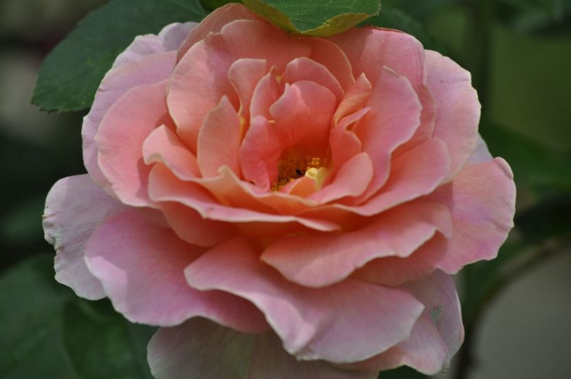 _DSC0211 - ANUL 2025