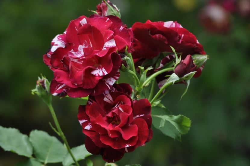 _DSC0214 - ANUL 2025