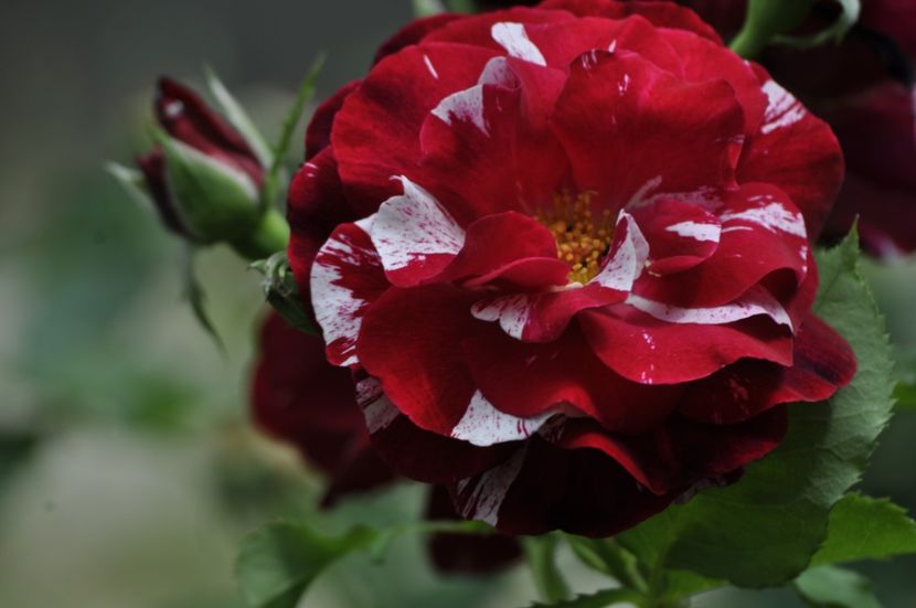 _DSC0216 - ANUL 2025