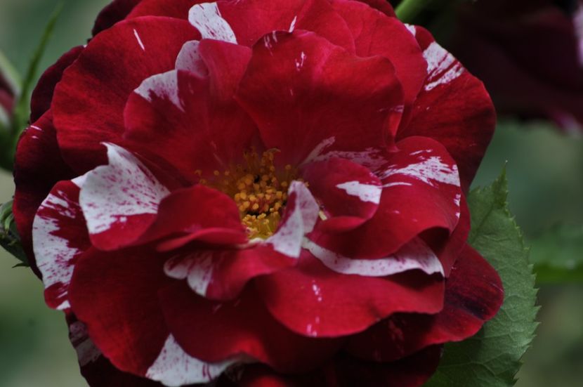 _DSC0217 - ANUL 2025