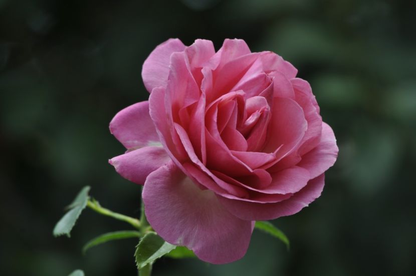 _DSC0221 - ANUL 2025