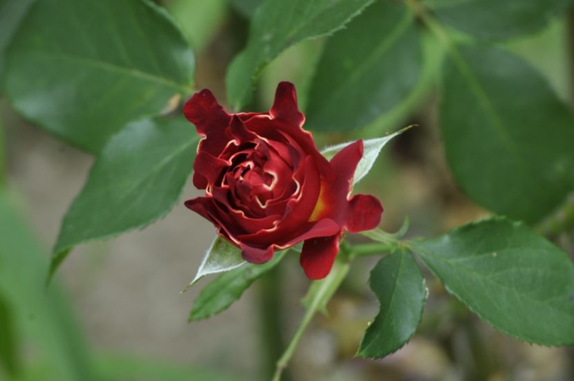 _DSC0223 - ANUL 2025