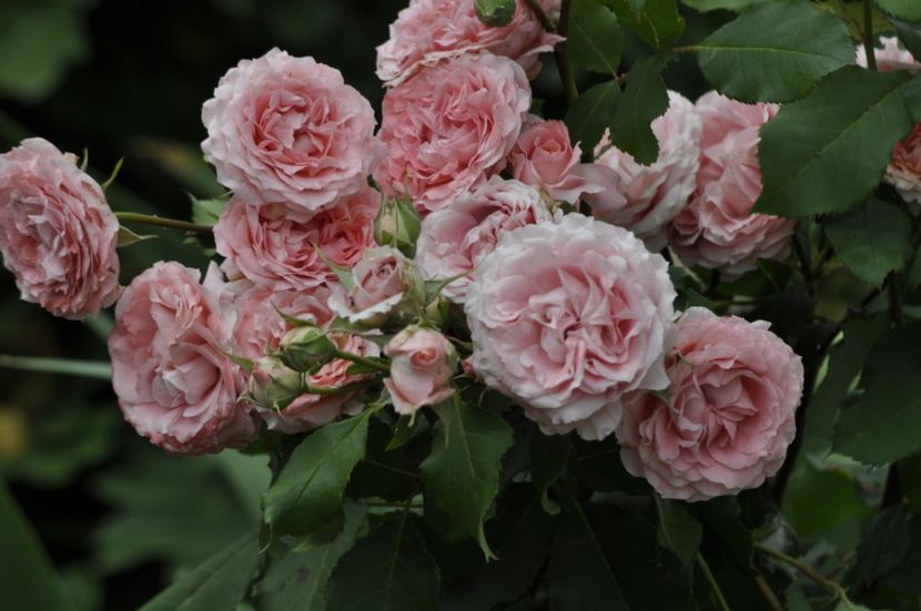 _DSC0232 - ANUL 2025