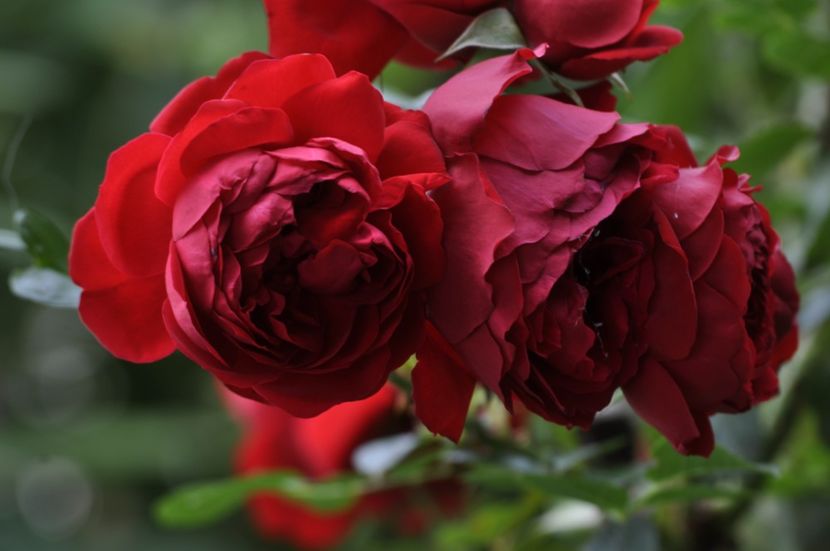 _DSC0240 - ANUL 2025