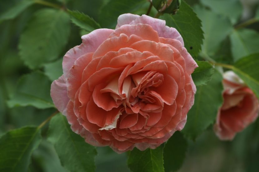 _DSC0241 - ANUL 2025