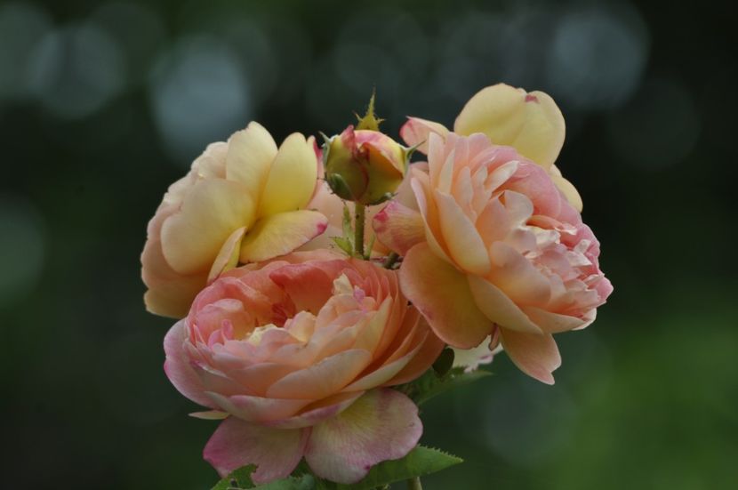 _DSC0244 - ANUL 2025