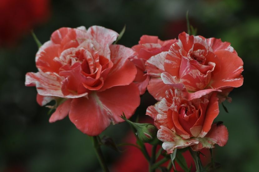 _DSC0245 - ANUL 2025