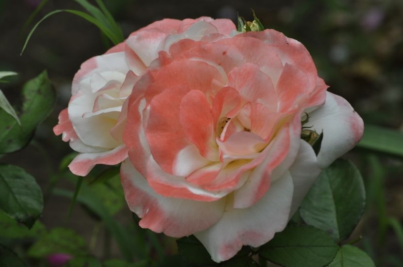 _DSC0249 - ANUL 2025