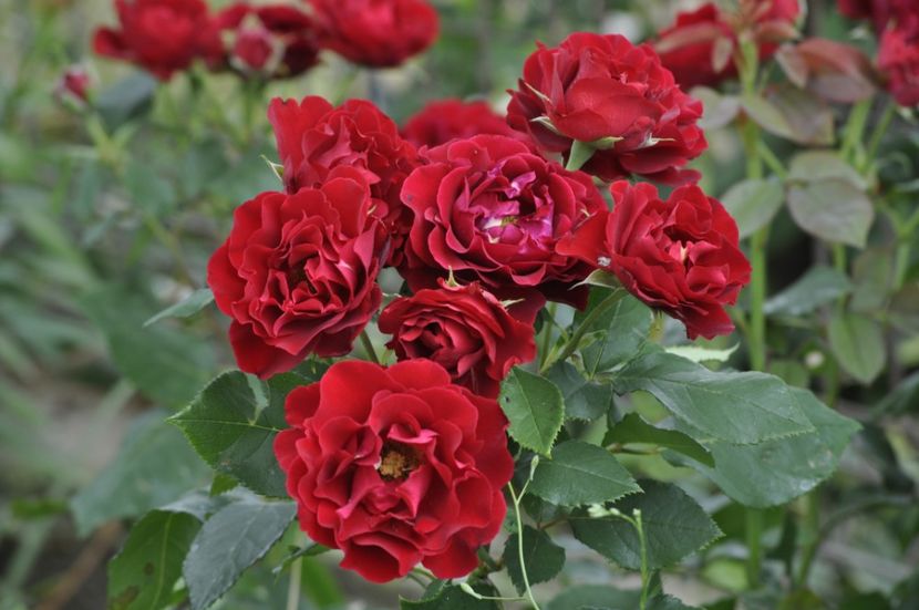 _DSC0264 - ANUL 2025