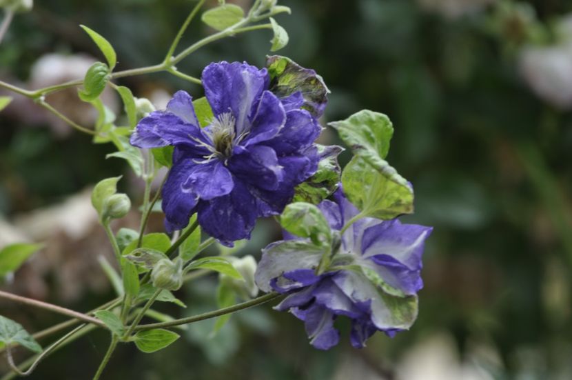 _DSC0266 - ANUL 2025