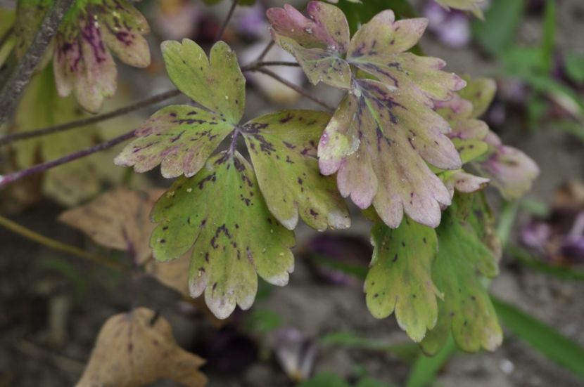 _DSC0268 - ANUL 2025