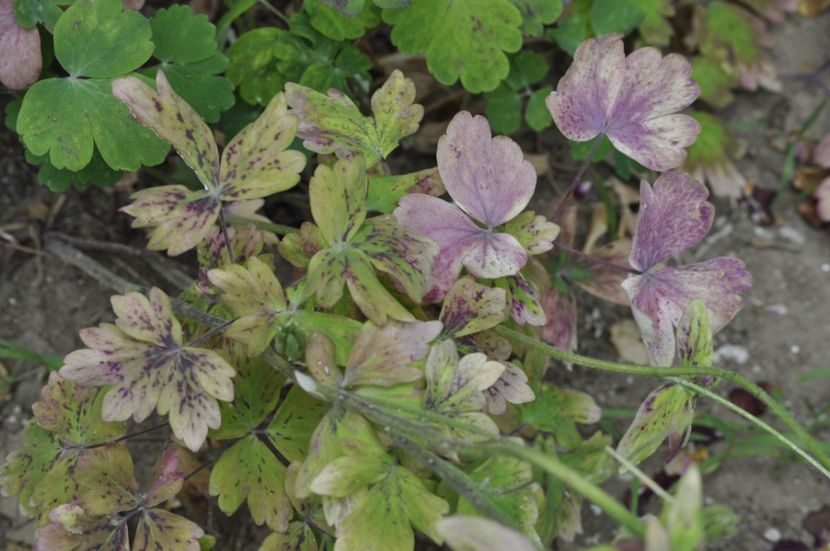 _DSC0270 - ANUL 2025