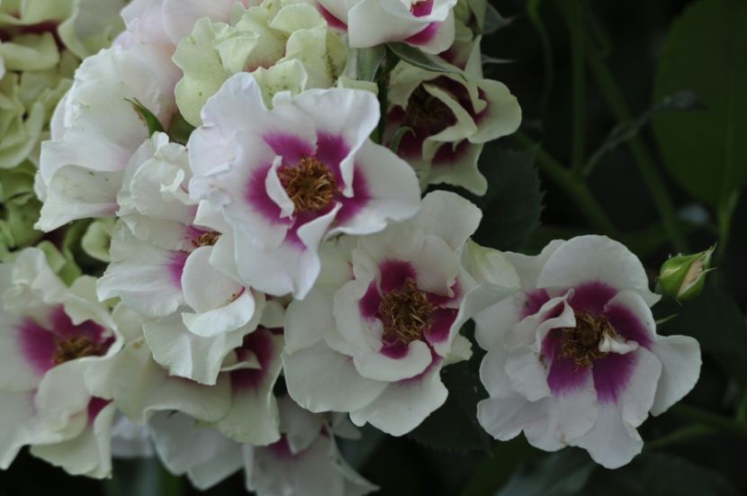 _DSC0277 - ANUL 2025