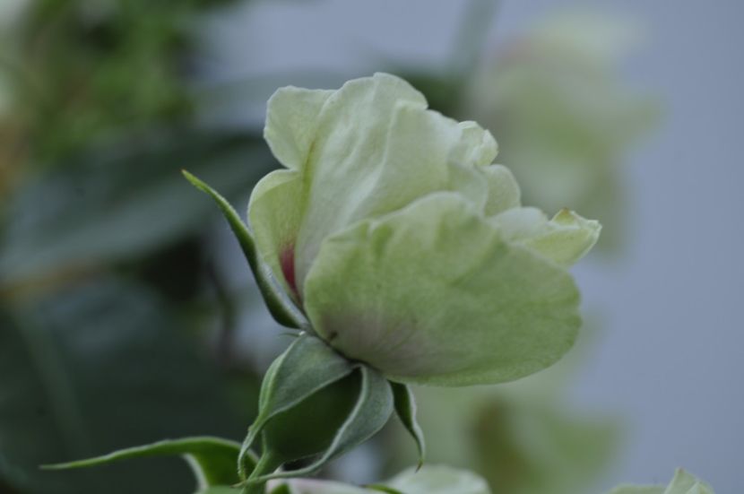 _DSC0278 - ANUL 2025