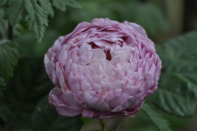 _DSC0279 - ANUL 2025