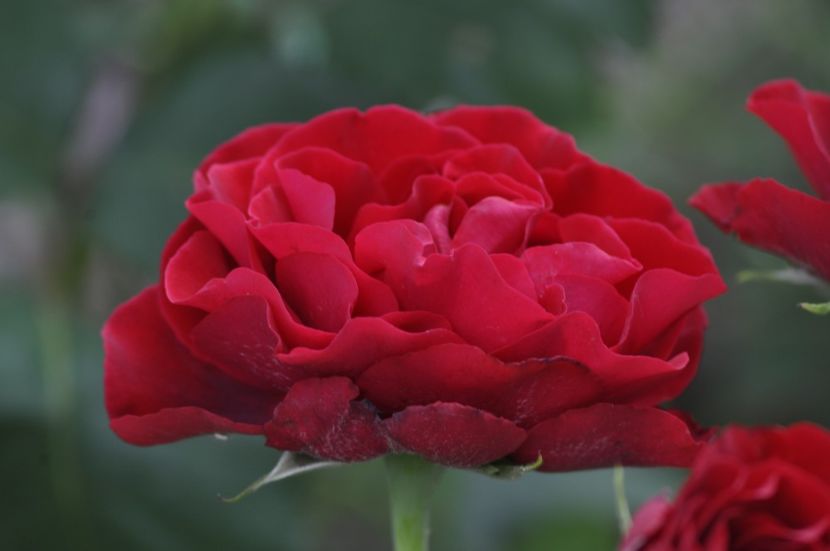 _DSC0282 - ANUL 2025