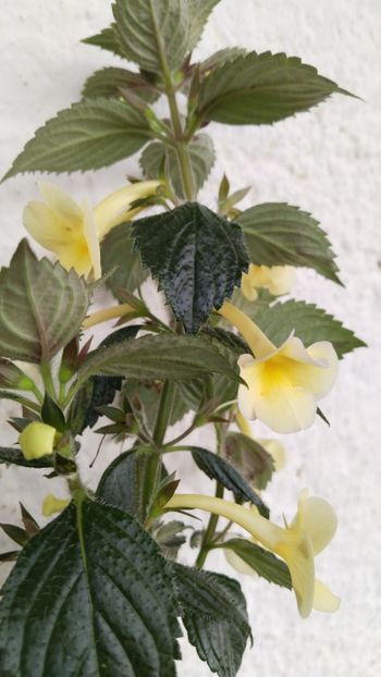  - 2025-Himalayan Sunrise