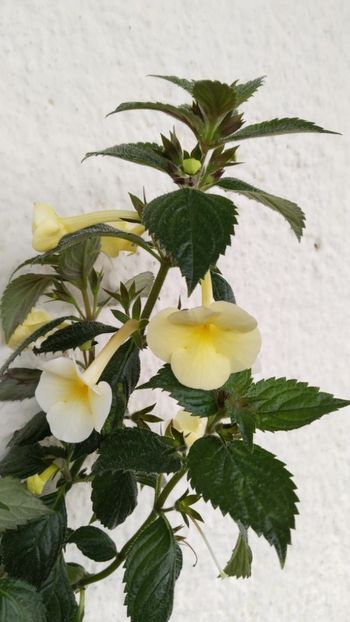  - 2025-Himalayan Sunrise