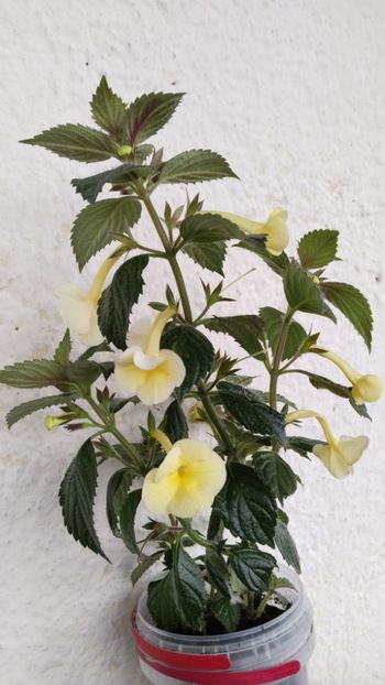  - 2025-Himalayan Sunrise