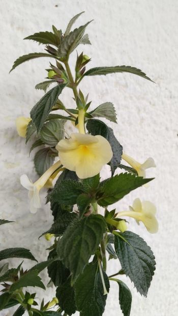  - 2025-Himalayan Sunrise