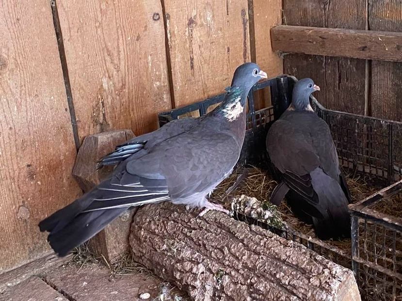 vânduti Răzvan Roș (Nicula) - Porumbei VÂNDUȚI