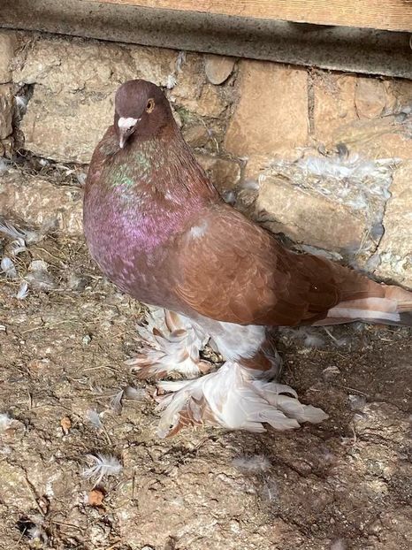 vândută lui Mariusică - Porumbei VÂNDUȚI