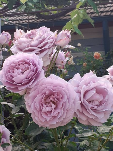  - Novalis 2022- 2023-2024