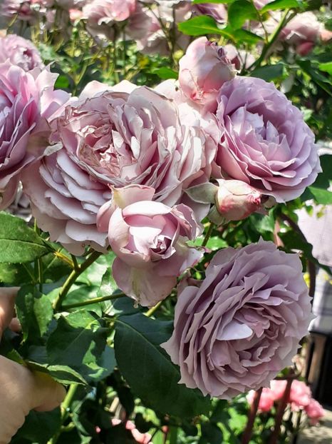  - Novalis 2022- 2023-2024