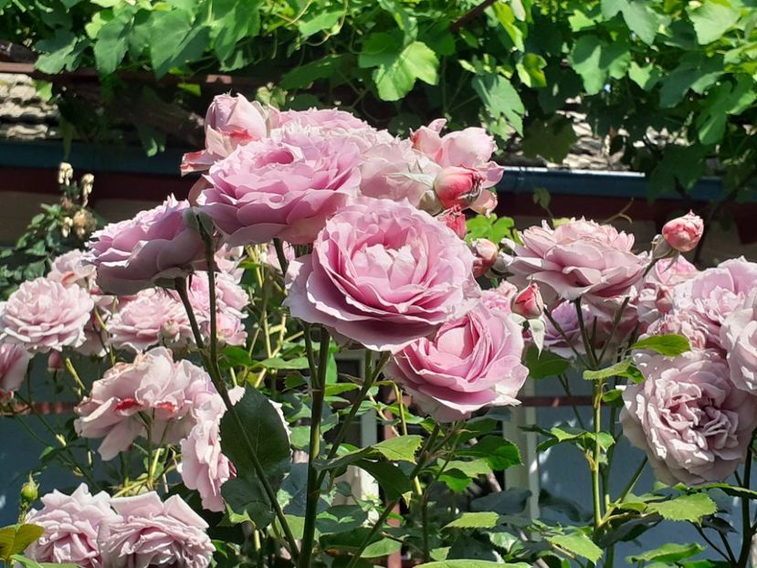  - Novalis 2022- 2023-2024