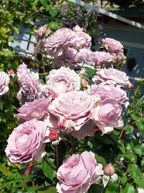  - Novalis 2022- 2023-2024