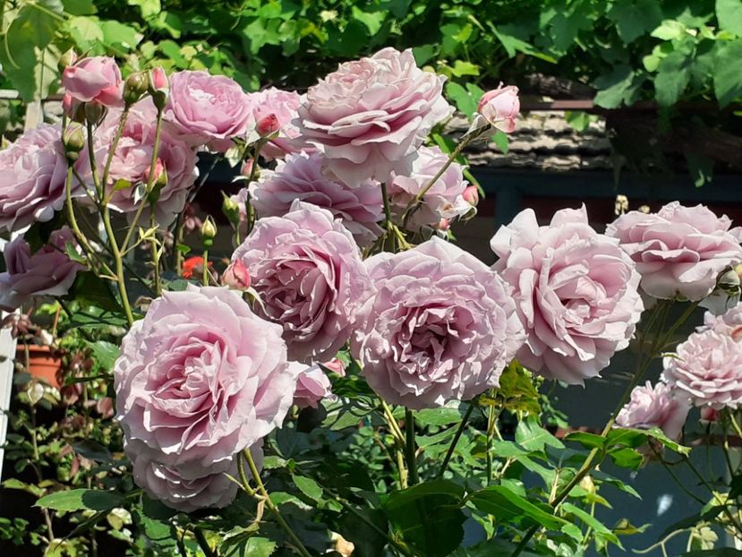  - Novalis 2022- 2023-2024