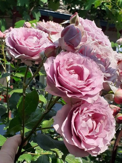  - Novalis 2022- 2023-2024