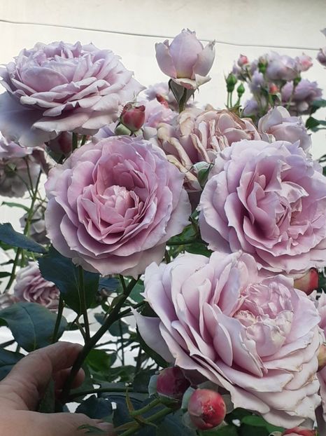  - Novalis 2022- 2023-2024