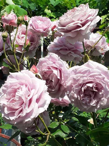  - Novalis 2022- 2023-2024