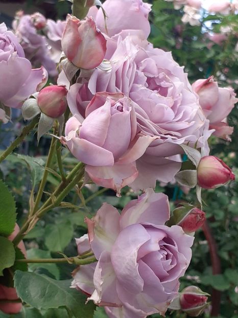  - Novalis 2022- 2023-2024