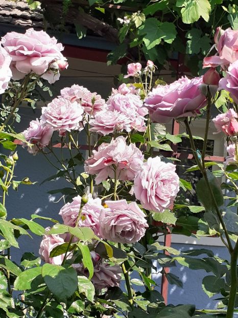  - Novalis 2022- 2023-2024