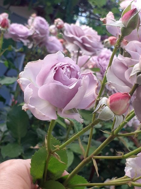  - Novalis 2022- 2023-2024