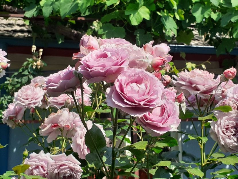  - Novalis 2022- 2023-2024