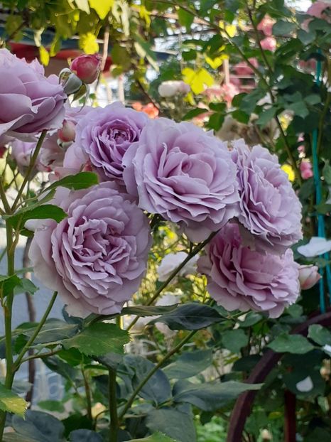  - Novalis 2022- 2023-2024