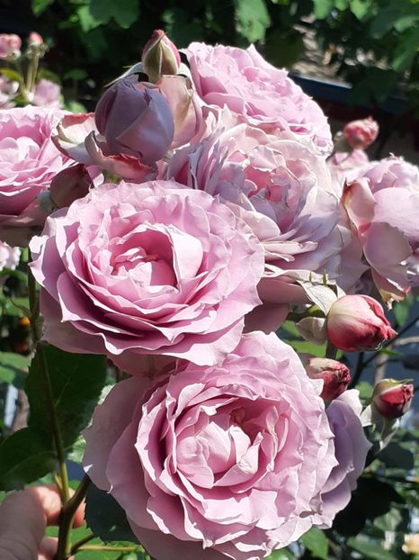  - Novalis 2022- 2023-2024