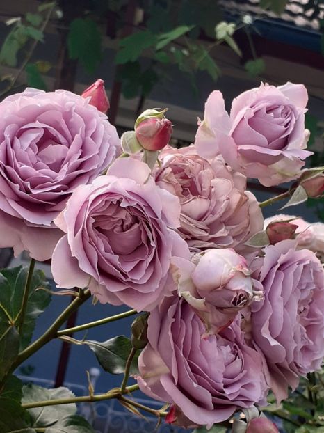  - Novalis 2022- 2023-2024