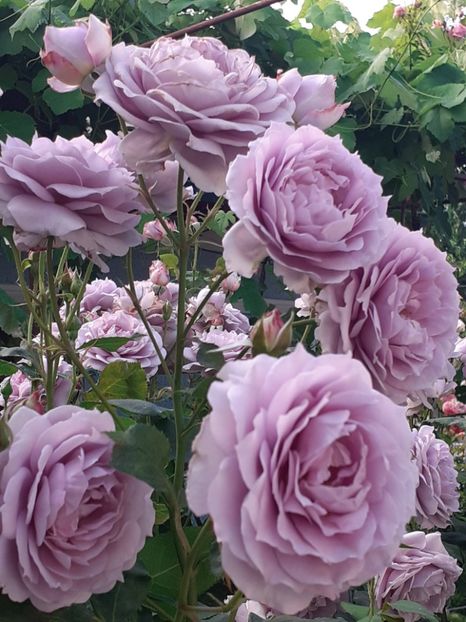  - Novalis 2022- 2023-2024