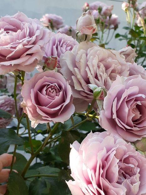  - Novalis 2022- 2023-2024