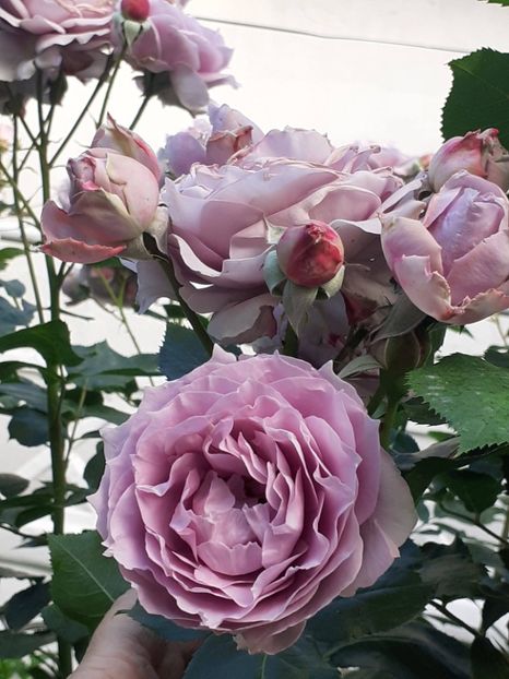  - Novalis 2022- 2023-2024