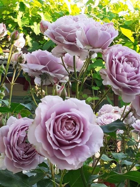  - Novalis 2022- 2023-2024